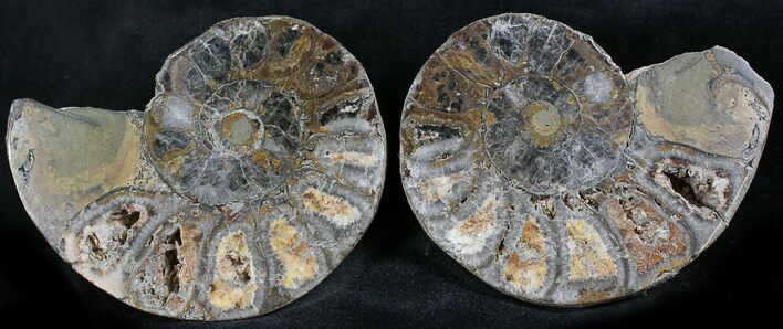 Iron Replaced Ammonite Fossil Pair #27456